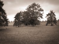 Bäume vor der römischen Mauer  Pentax K-1, smc PENTAX-FA 31mm F1.8 AL Limited  - 03.07.2020 - : Landschaft, Xanten, apx, Römercastell, Bäume