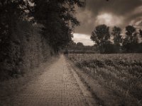 Fahrradweg am Feld  Pentax K-1, smc PENTAX-FA 31mm F1.8 AL Limited  - 03.07.2020 - : Landschaft, Feld, Weg, Sträucher, Bäume