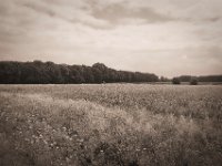 Feld, Wald und Blumen  Pentax K-1, smc PENTAX-FA 31mm F1.8 AL Limited  - 03.07.2020 - : Landschaft, Feld, Blüten, Wald