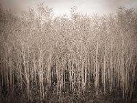 Raps  Pentax K-1, smc PENTAX-FA 31mm F1.8 AL Limited  - 03.07.2020 - : Raps, Landschaft
