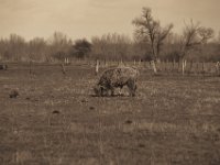 Highlander  Pentax K-1, HD Pentax D-FA* 2.8/70-200 ED DC AW  - 04.03.2020 -