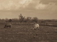 Highlander  Pentax K-1, HD Pentax D-FA* 2.8/70-200 ED DC AW  - 04.03.2020 -