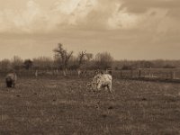Hell und Dunkel  Pentax K-1, HD Pentax D-FA* 2.8/70-200 ED DC AW  - 04.03.2020 -