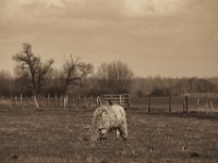 Highlander  Pentax K-1, HD Pentax D-FA* 2.8/70-200 ED DC AW  - 04.03.2020 -