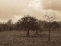 Obstbaumwiese  Pentax K-1, HD Pentax D-FA* 2.8/70-200 ED DC AW  - 04.03.2020 -