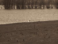 Enten,Schwäne, Gänse  Pentax K-1, HD Pentax D-FA* 2.8/70-200 ED DC AW  - 04.03.2020 -