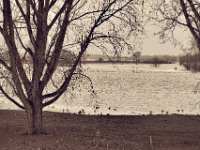 Überflutete Weiden  Pentax K-1, HD Pentax D-FA* 2.8/70-200 ED DC AW  - 04.03.2020 - : Landschaft, Gänse, Vögel, Schwan, Rhein, Hochwasser, Fluss