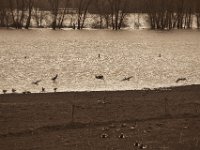 Anflug  Pentax K-1, HD Pentax D-FA* 2.8/70-200 ED DC AW  - 04.03.2020 -