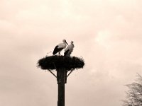 Storchentreue ...  Pentax K-1, HD Pentax D-FA* 2.8/70-200 ED DC AW  - 04.03.2020 -