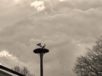 Erste Aufwartung  Pentax K-1, HD Pentax D-FA* 2.8/70-200 ED DC AW  - 04.03.2020 - : Landschaft, Storch, Storchennest, Vögel