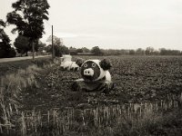 Land Art  Pentax 645N, SMC FA 2.8/45, Bergger Pancro400
