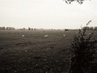 Niederrheinlandschaft  Pentax 645N, SMC FA 2.8/45, Bergger Pancro400