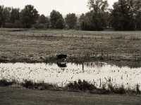 Schwarze Kuh  Pentax 645N, SMC FA 2.8/150, Bergger Pancro400