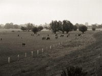 Weiden hinterm Rheindeich  Pentax 645N, SMC FA 2.8/150, Bergger Pancro400