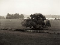 Rheinwiesen  Pentax 645N, SMC FA 2.8/150, Bergger Pancro400