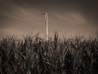 Mais und Windrad  Pentax K-1, smc Pentax FA 1.9/43 Limited  - 06.08.2020 -
