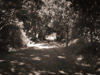 Auf dem Alleenradweg  Pentax K-1, smc Pentax FA 1.9/43 Limited  - 06.08.2020 -