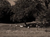 Gänseweide  Pentax K-1, smc Pentax FA 1.9/43 Limited  - 06.08.2020 -