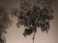 Birke  Pentax K-1, smc Pentax FA 1.9/43 Limited  - 06.08.2020 -