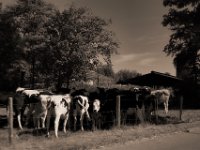 Schattensuche  Pentax K-1, smc Pentax FA 1.9/43 Limited  - 06.08.2020 -