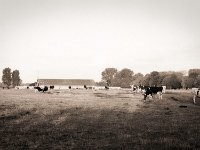 Weide  Pentax MZ-S, SMC FA  1.9/43 Limited, Adox CHS100II  - 06.09.2020 -