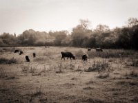 Auenwaldweide  Pentax MZ-S, SMC FA  1.9/43 Limited, Adox CHS100II - 06.09.2020 -