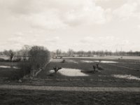 Kopfweiden auf Weideland  Pentax LX, SMC 2.8/24;  Adox Silvermax 100@64
