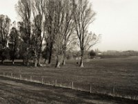 Weideland  Pentax 645N, SMC-FA 2.8/75, Bergger Pancro400