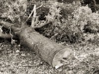 Die Wälder sterben, doch die Arschlöcher fällen gesunde Bäume für die Autogesellschaft  Pentax MZ-S, SMC FA  1.9/43 Limited, Adox CHS100II - 08.10.2020 - : Eiche, Baum, Umweltzerstörung