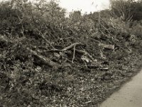 Haut weg den Scheiß, noch mehr Straßen braucht das Land  Pentax MZ-S, SMC FA  1.9/43 Limited, Adox CHS100II - 08.10.2020 - : Bäume, Umweltzerstörung