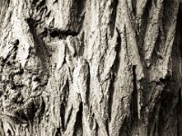 Alte Akazie ohne Zukunft, die Straße kommt  Pentax MZ-S, SMC FA  1.9/43 Limited, Adox CHS100II - 08.10.2020 - : Akazie, Baumrinde, Baum
