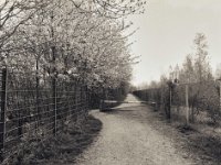 Die Wegschranke wird umfahren  Pentax 645N, SMC FA 2.8/45, Bergger Pancro 400@200 - 09.04.2020 -