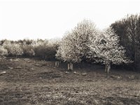 Blühende Obstbäume  Pentax 645N, SMC FA 2.8/45, Bergger Pancro 400@200