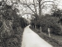 Weg durch den Auenwald  Pentax 645N, SMC FA 2.8/45, Bergger Pancro 400@200