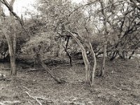 Auenwald  Pentax 645N, SMC FA 2.8/45, Bergger Pancro 400@200