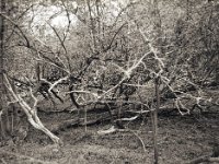 Chaotischer Auenwald  Pentax 645N, SMC FA 2.8/45, Rollei RPX 100