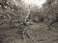 Gebrochener Baum  Pentax 645N, SMC FA 2.8/45, Rollei RPX 100