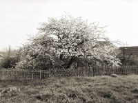 Blühender Baum mit klassischem Zaun  Pentax 645N, SMC FA 2.8/45, Rollei RPX 100 in R09 one shot 1+25 - 09.04.2020 -