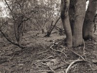 Auenwald  Pentax 645N, SMC FA 2.8/45, Bergger Pancro 400@200  - 09.04.2020 -