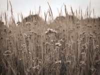 Bienenfutter  Pentax K-1, SMC Pentax-FA 1.8/43 Limited  - 10.05.2020 -