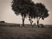 Imker bei der  Arbeit  Pentax K-1, SMC Pentax-FA 1.8/43 Limited  - 10.05.2020 -