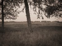 Der Baum steht noch  Pentax K-1, SMC Pentax-FA 1.8/43 Limited  - 10.05.2020 -