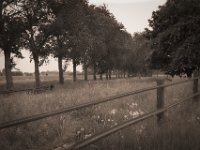 Weideland mit Bäumen  Pentax K-1, SMC Pentax-FA 1.8/43 Limited  - 10.05.2020 -