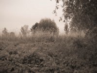Das Ufer vom Fluss her gesehen  Pentax K-1, SMC Pentax-FA 1.8/43 Limited  - 10.05.2020 -