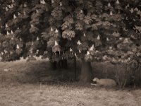 Ruhe unterm Kastanienbaum  Pentax K-1, SMC Pentax-FA 1.8/43 Limited  - 10.05.2020 -