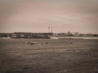 Kühe, Schiffe, Industrie  Pentax K-1, SMC Pentax-FA 1.8/43 Limited  - 10.05.2020 -