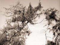 Sterbende Bäume I  Fuji GS645S prof.Wide60, Fuji Acros 100II  - 14.09.2020 -