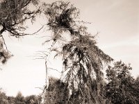 Sterbende Bäume II  Fuji GS645S prof.Wide60, Fuji Acros 100II  - 14.09.2020 -