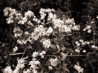 Seifenblume  Pentax K2, SMC 2.8/24, Gelbfilter, Bergger Pancro400