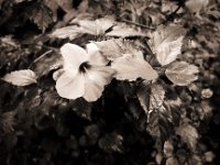 Hibiskusblüte  Pentax K2, SMC 2.8/24, Gelbfilter, Bergger Pancro400